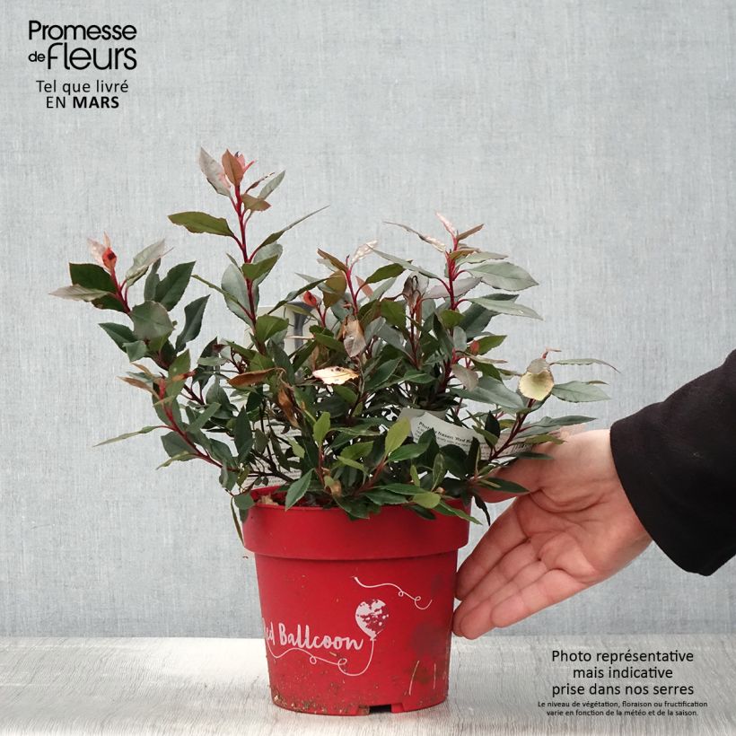 Photinia fraseri Red Ballcoon - Fotinia Maceta 2L/3L Ejemplar entregado en la primavera