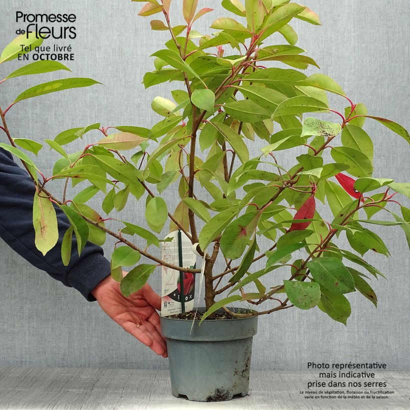 Ejemplar de Photinia fraseri Red Light Pot de 3L/4L entregado en otoño