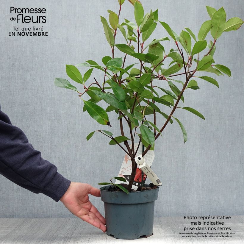 Ejemplar de Photinia fraseri Red Robin 40/60cm en pot de 2L/3L entregado en otoño