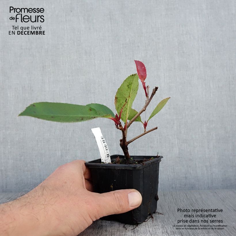 Ejemplar de Photinia fraseri Red Robin en godet de 9cm entregado en otoño