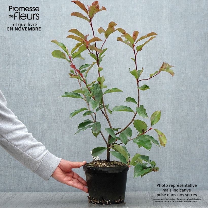 Ejemplar de Photinia fraseri Red Select - Pot de 3L/4L - entregado en otoño