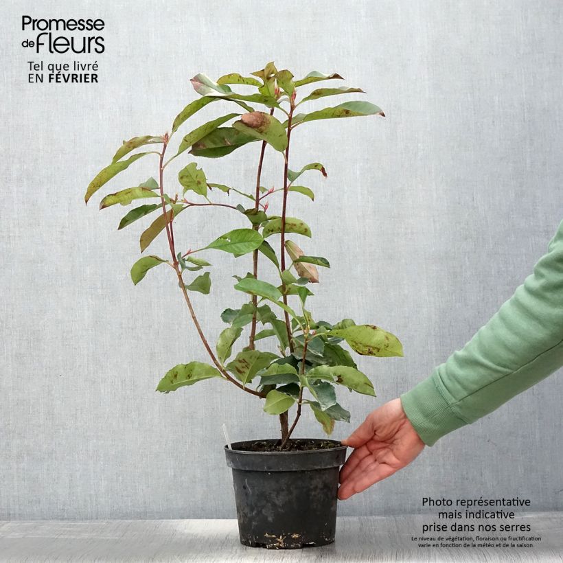 Photinia fraseri Red Select - Pot de 3L/4L - Ejemplar entregado en invierno