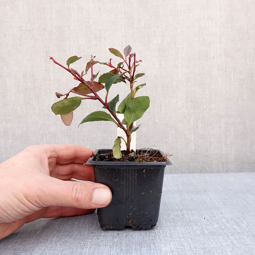 Photinia fraseri Little Red Robin - Fotinia Maceta de 8/9 cm Ejemplar entregado en invierno