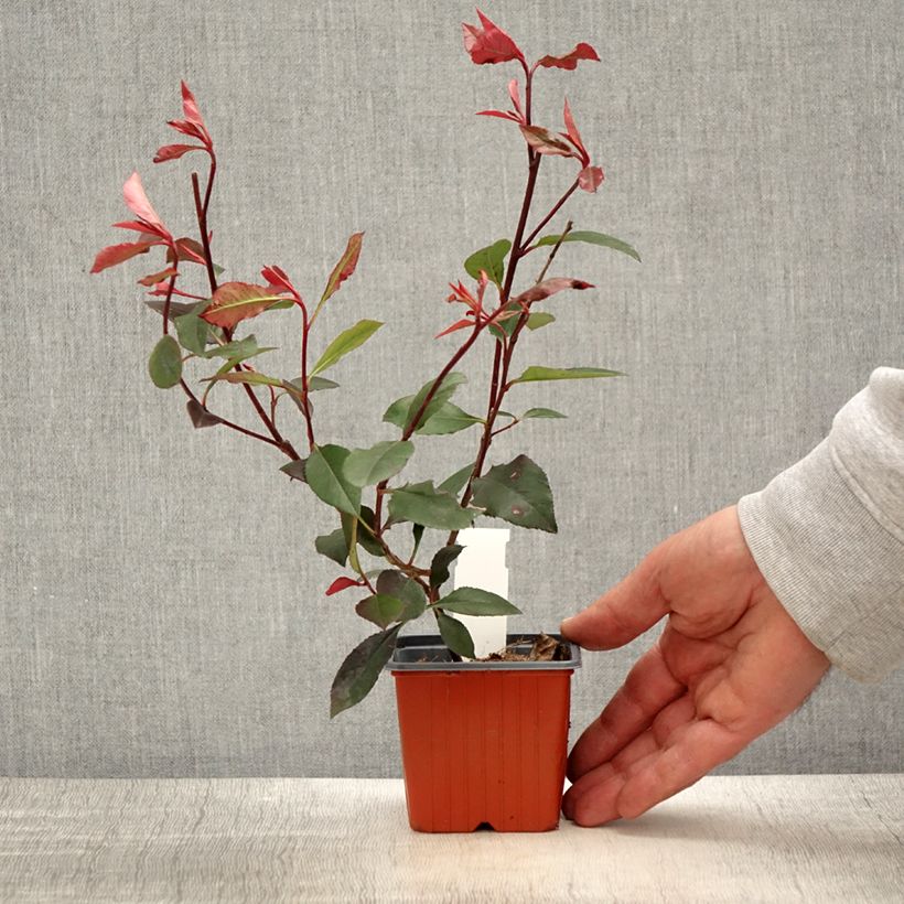 Photinia fraseri Little Red Robin - Fotinia Ejemplar entregado en la primavera