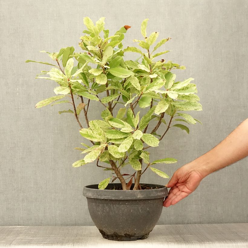 Ejemplar de Photinia serratifolia Pink Crispy - Fotinia Maceta 6L/7LAltura de entrega aprox. 60/80cm entregado en verano