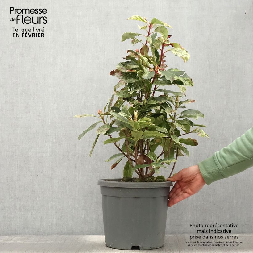 Photinia serratifolia Pink Crispy en pot de 10L Ejemplar entregado en invierno