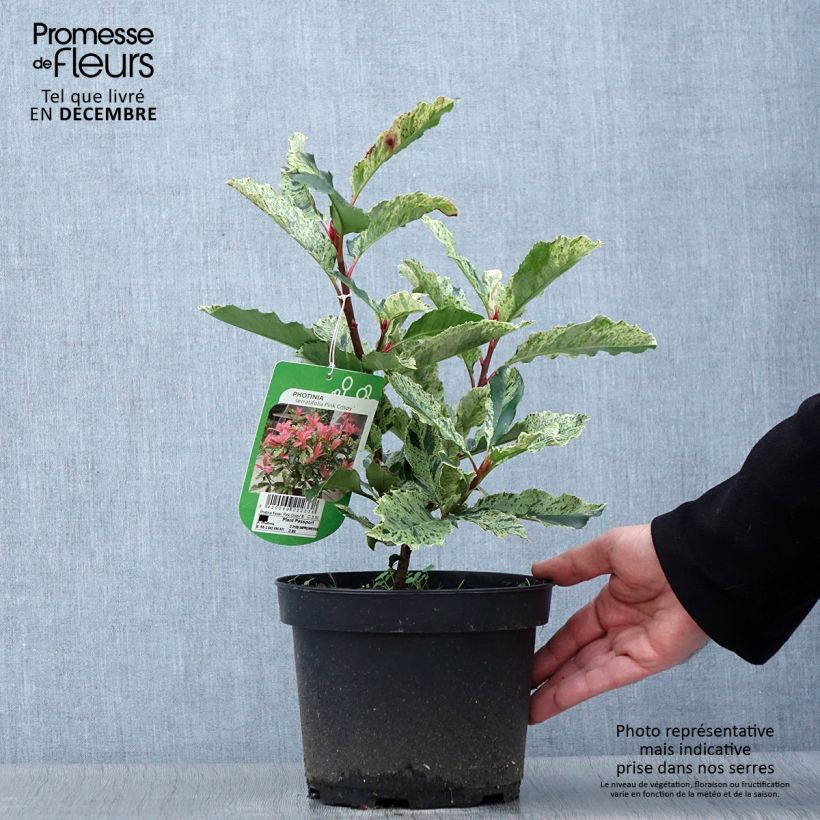 Ejemplar de Photinia serratifolia Pink Crispy en pot de 2L entregado en otoño