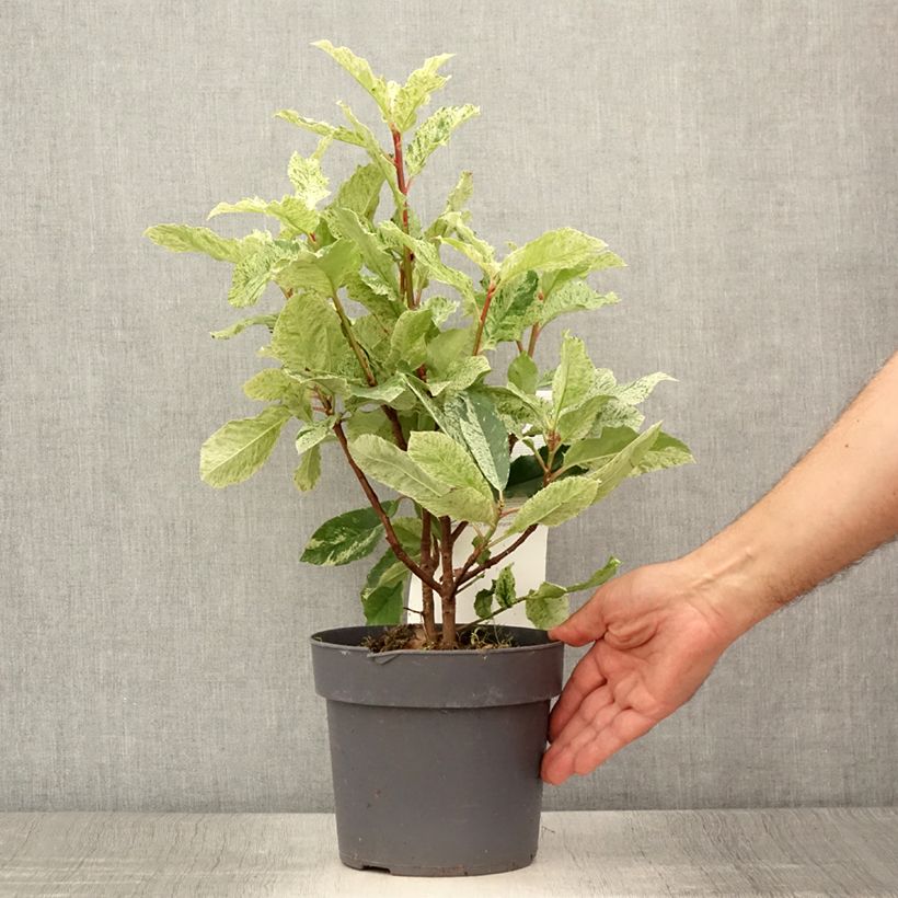 Ejemplar de Photinia serratifolia Pink Crispy en pot de 2L entregado en verano