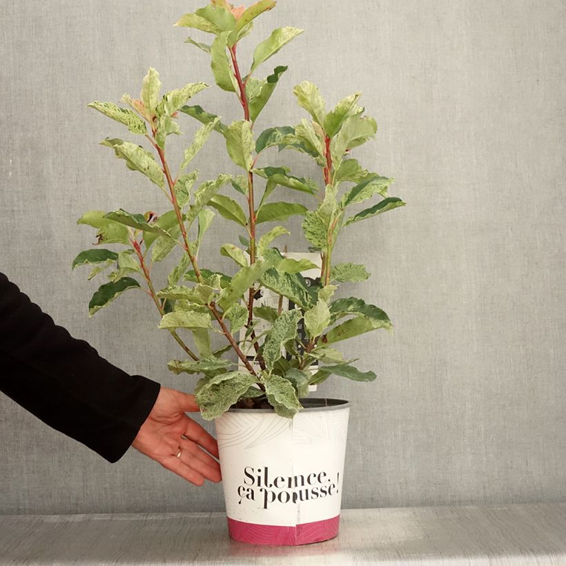 Ejemplar de Photinia serratifolia Pink Crispy en pot de 4/5L entregado en otoño