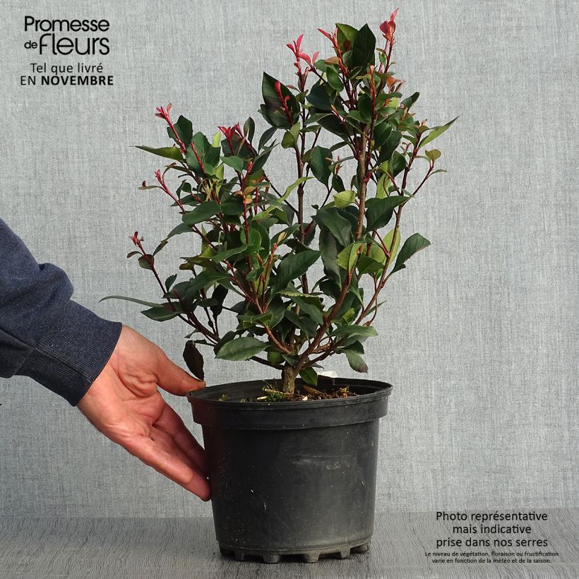 Ejemplar de Photinia x fraseri Nana pot 2L./3L. - Photinia nain entregado en otoño