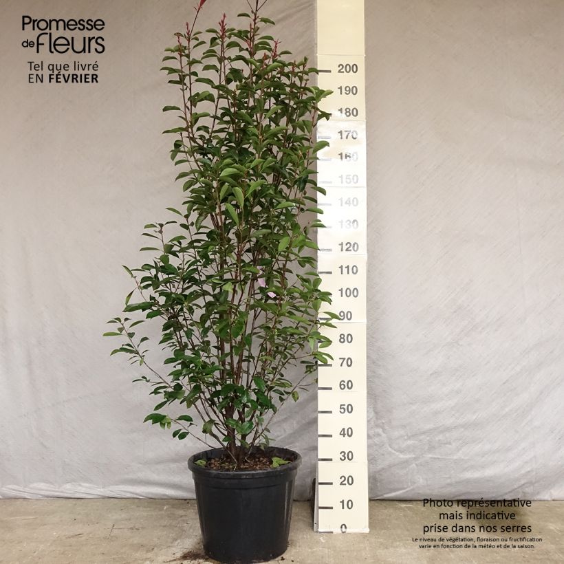 Ejemplar de Photinia x fraseri Red Robin 200/250cm en pot de 55L entregado en otoño