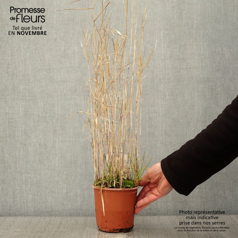 Ejemplar de Phragmites australis - Roseau commun Pot de 1L/1.5L entregado en otoño