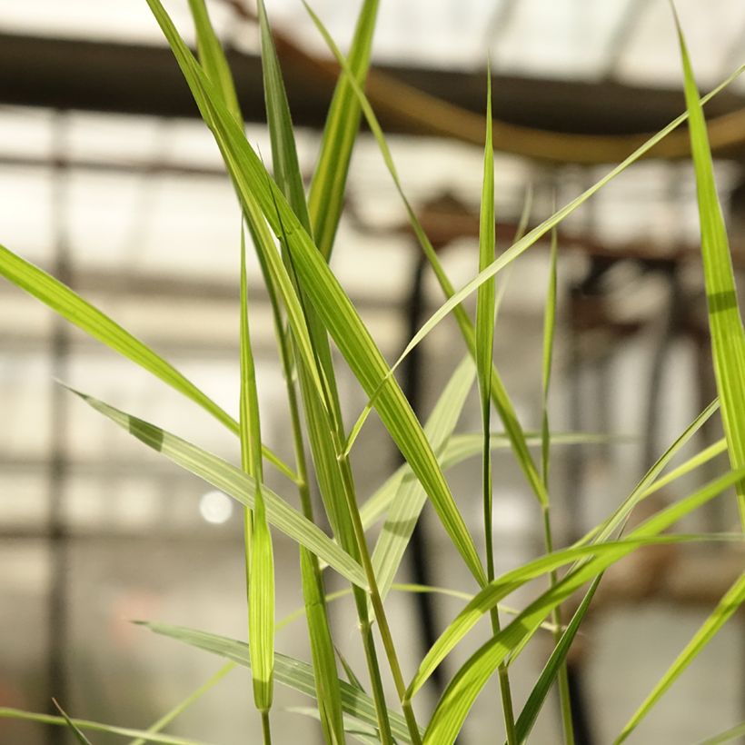 Phragmites australis Variegatus - Carrizo (Follaje)