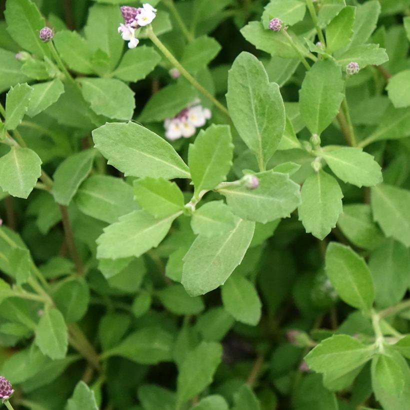 Phyla nodiflora var. canescens (Follaje)