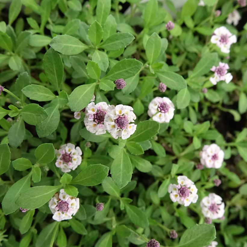 Phyla nodiflora var. canescens (Floración)