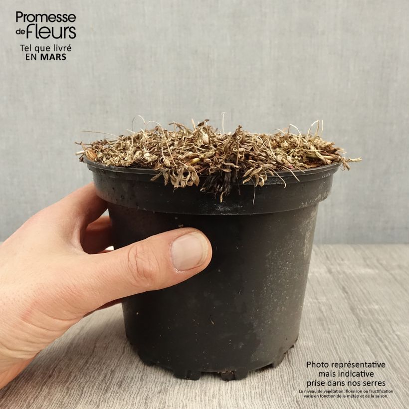 Phyla ou Lippia nodiflora - Verveine nodulaire en pot de 2L/3L Ejemplar entregado en la primavera