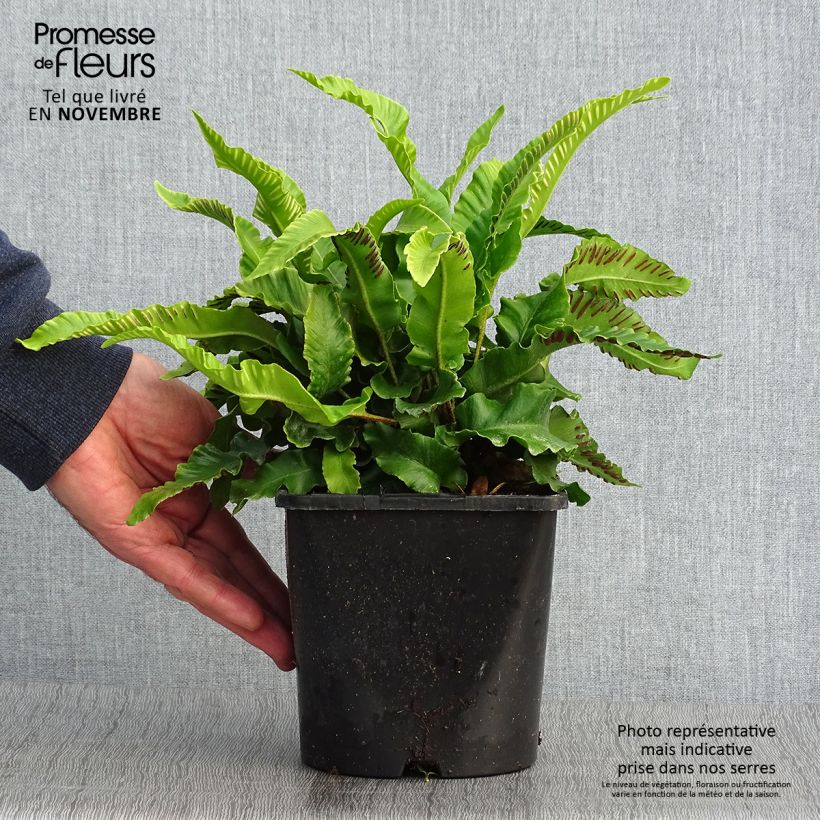 Ejemplar de Phyllitis scolopendrium - Fougère Scolopendre - Pot de 2L/3L entregado en otoño