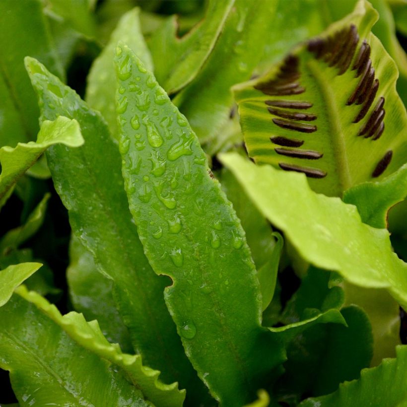 Phyllitis scolopendrium - Escolopendra (Follaje)