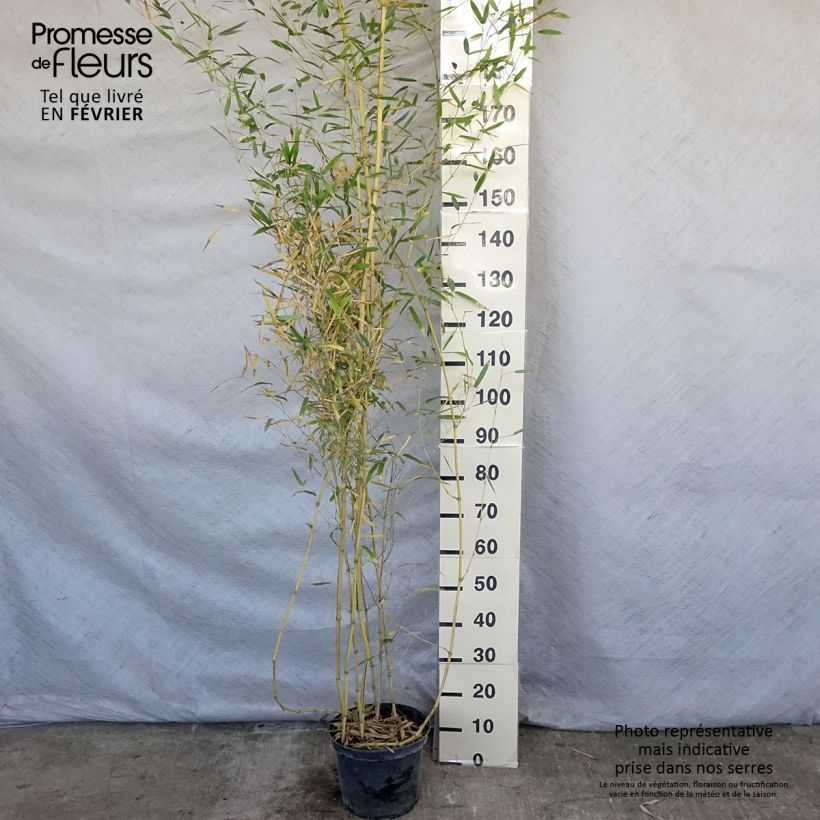 Phyllostachys aureosulcata Spectabilis pot de 4L/5L Ejemplar entregado en invierno