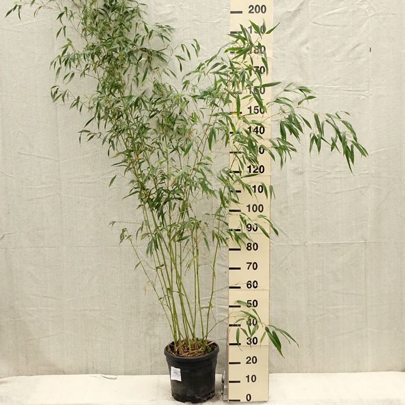 Phyllostachys flexuosa - Bambú Maceta 12L/15LAltura de entrega aprox. 175/+cm Ejemplar entregado en la primavera