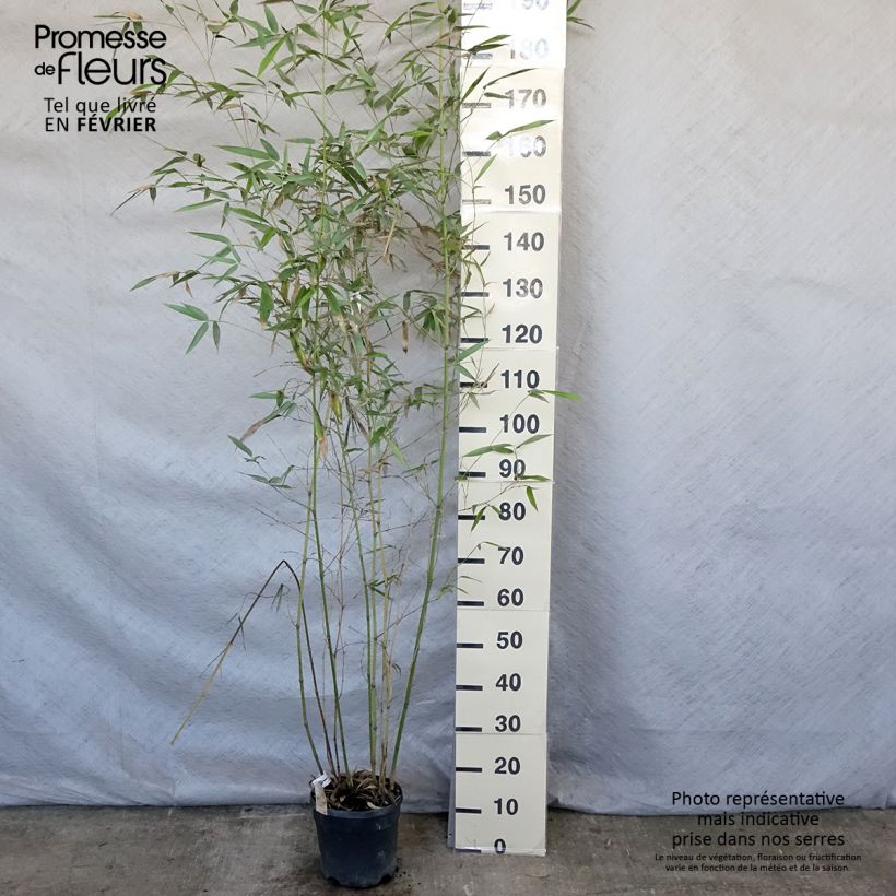 Phyllostachys glauca - Bambou moyen Pot de 4/5L Ejemplar entregado en invierno