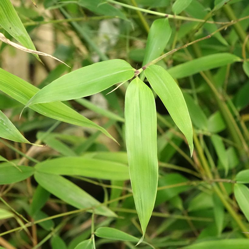 Phyllostachys glauca - Bambú (Follaje)