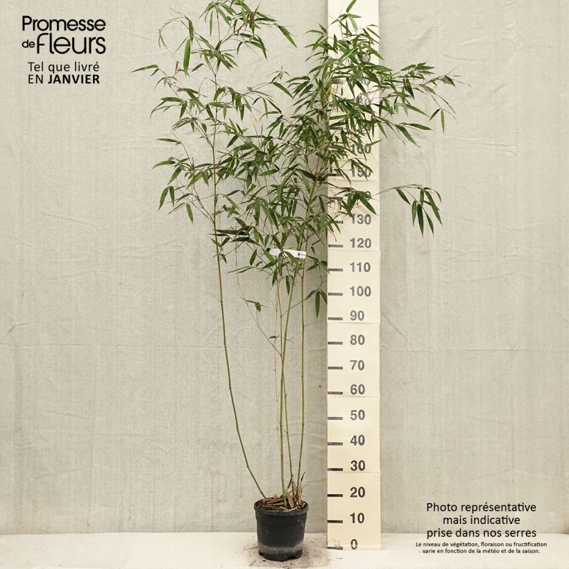 Phyllostachys iridescens - Bambou géant Pot de 4L/5L Ejemplar entregado en invierno