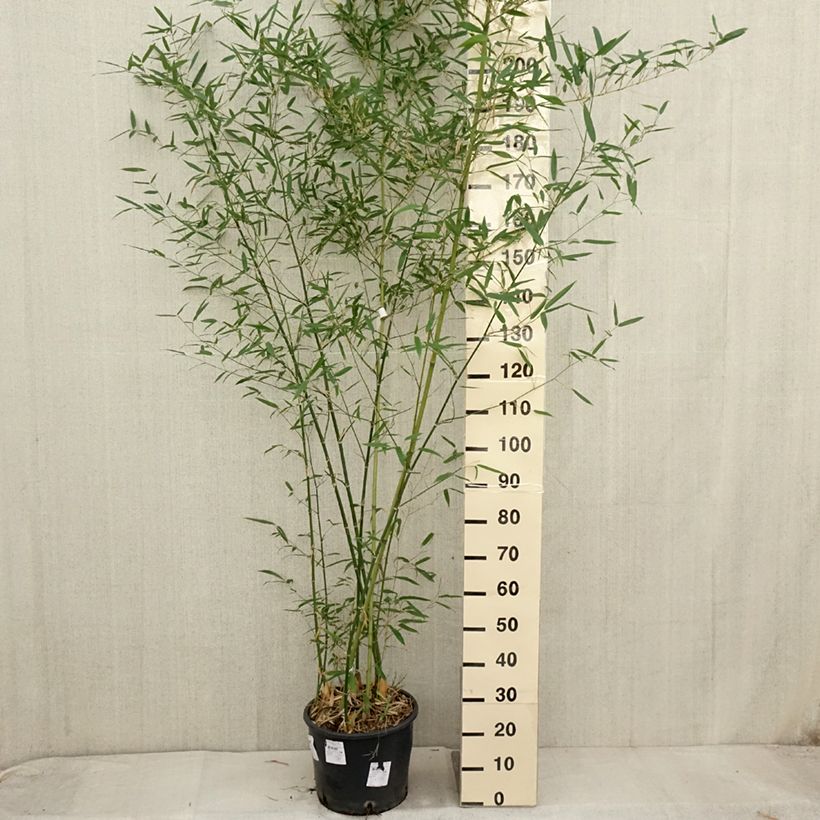 Ejemplar de Phyllostachys parvifolia - Bambou géant - en pot de 12L/15L entregado en otoño