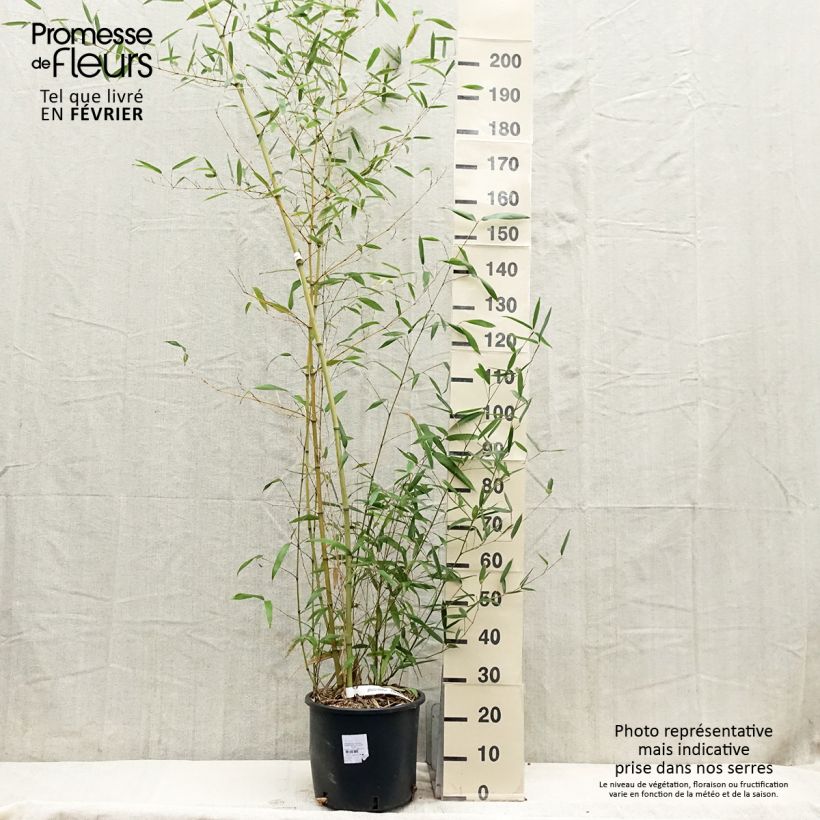 Phyllostachys parvifolia - Bambou géant - en pot de 12L/15L Ejemplar entregado en invierno