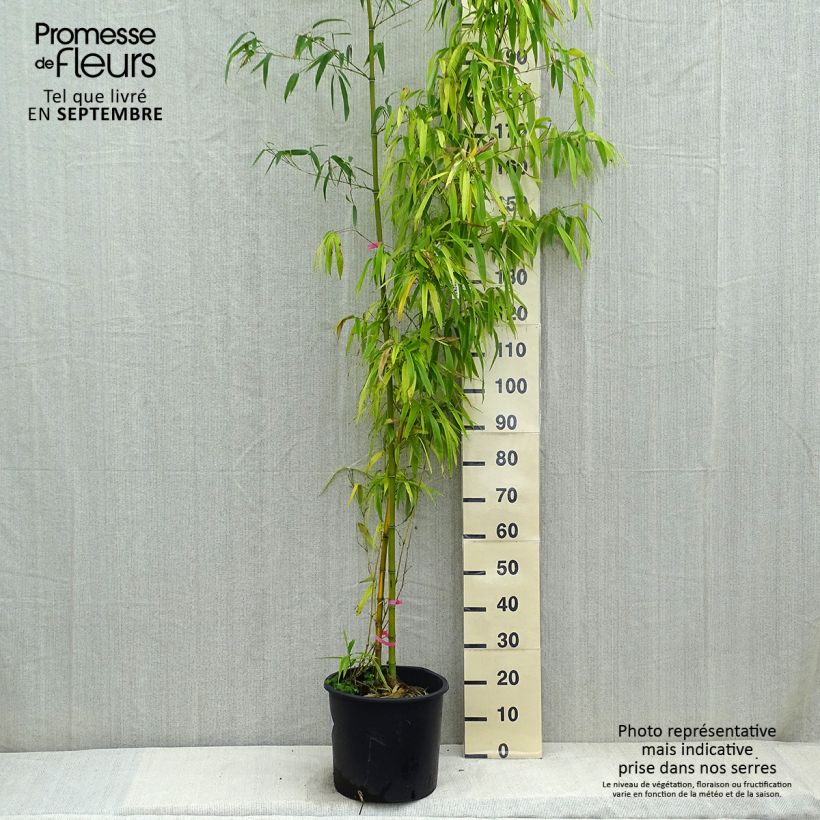 Ejemplar de Phyllostachys vivax Huangwenzhu - Bambou géant en pot de 15L entregado en otoño