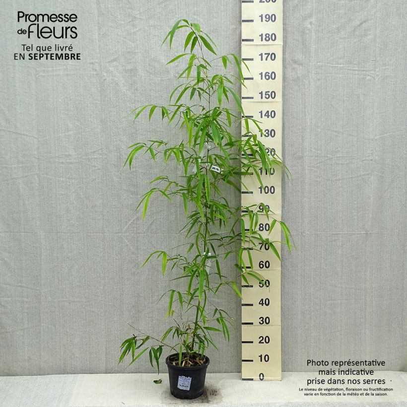 Ejemplar de Phyllostachys vivax Huangwenzhu - Bambou géant en pot de 5L  entregado en otoño