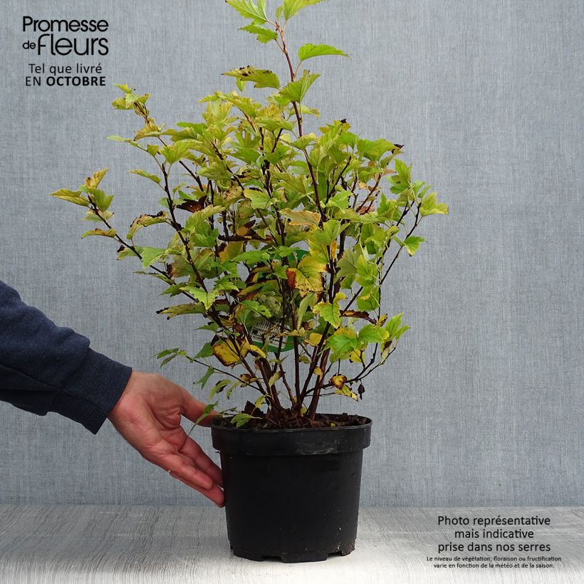 Ejemplar de Physocarpus Dart s Gold 40/50cm en pot de 3.5L - Physocarpe entregado en otoño