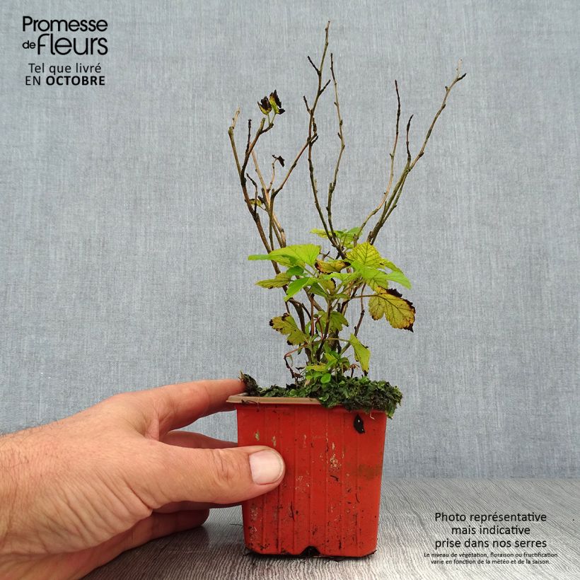 Ejemplar de Physocarpus Dart s Gold en godet de 9cm- Physocarpe entregado en otoño