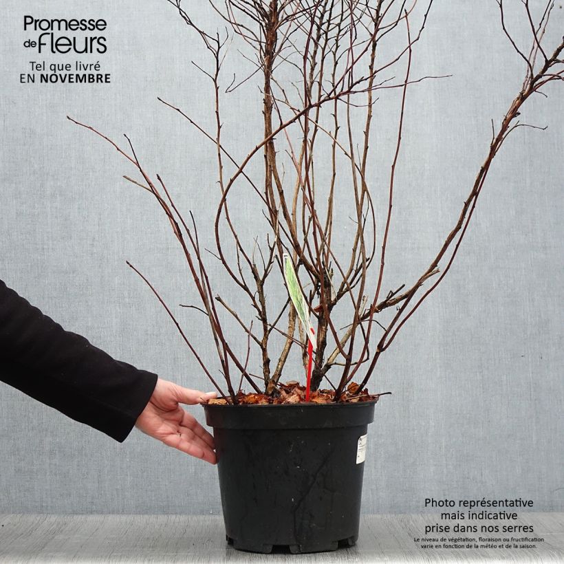 Ejemplar de Physocarpus Dart s Gold livré en pot de 7,5L/10L entregado en otoño