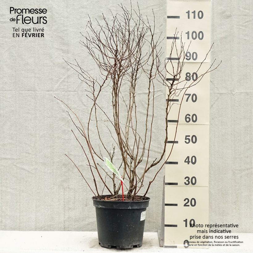 Physocarpus Dart s Gold livré en pot de 7,5L/10L Ejemplar entregado en invierno