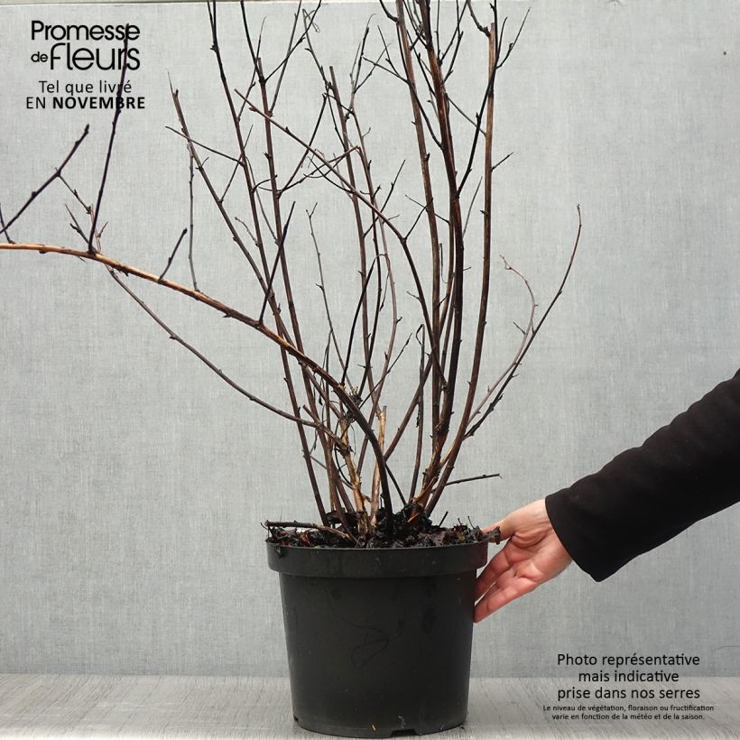 Ejemplar de Physocarpus Midnight - Physocarpe à feuille d'obier en pot de 10L entregado en otoño