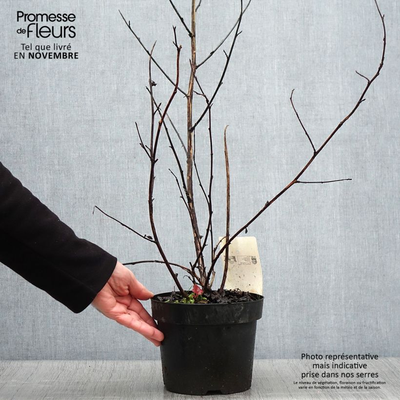 Ejemplar de Physocarpus Midnight - Physocarpe à feuille d'obier en pot de 3.5L entregado en otoño