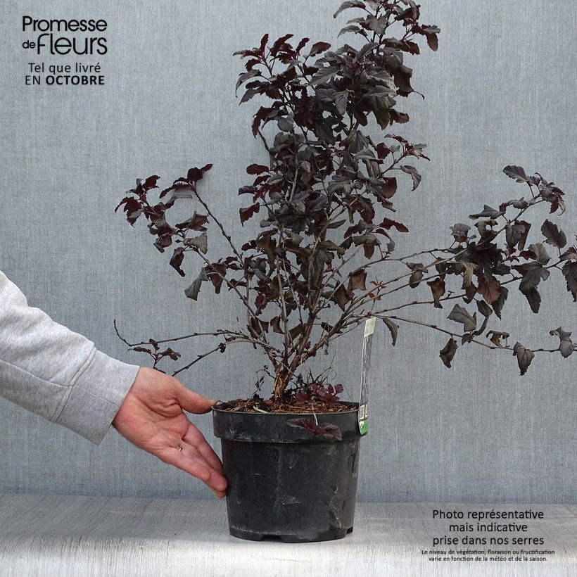 Ejemplar de Physocarpus opulifolius All Black - Physocarpe noir en pot de 3/4L entregado en otoño