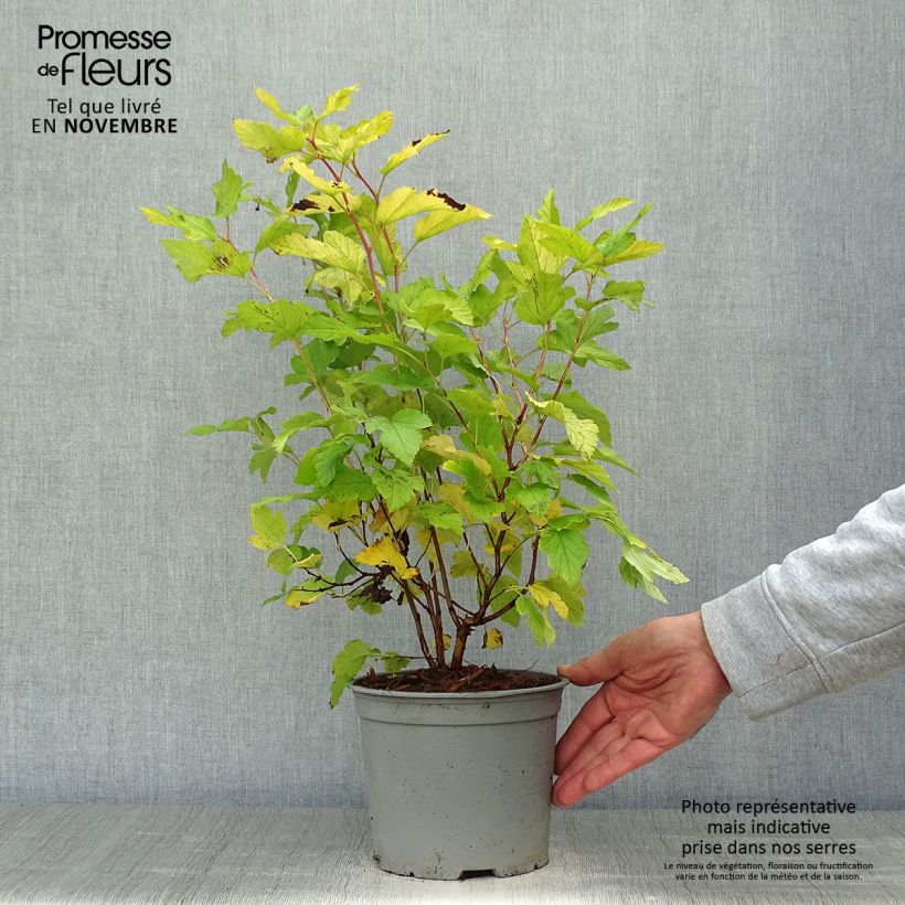 Ejemplar de Physocarpus opulifolius Angel Gold en pot de 3/4L entregado en otoño