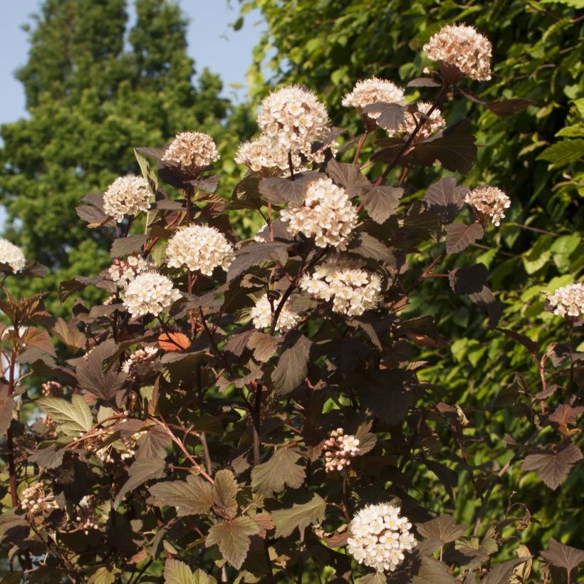 Physocarpus opulifolius Diable D'Or (Floración)