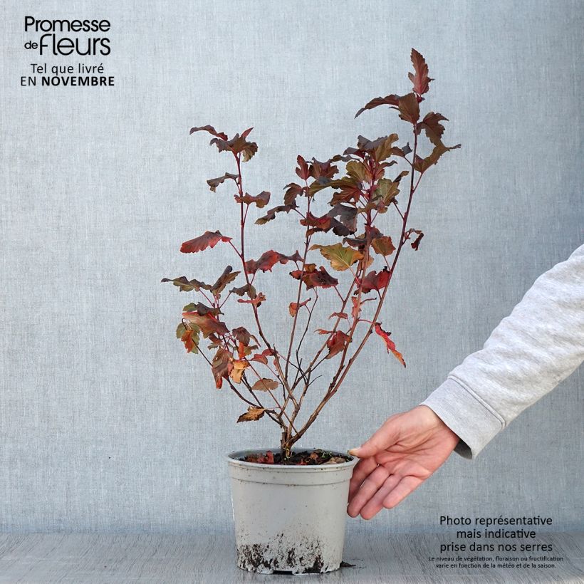 Ejemplar de Physocarpus opulifolius Diable D'Or - Physocarpe ? feuilles cuivre Pot de 3L/4L entregado en otoño