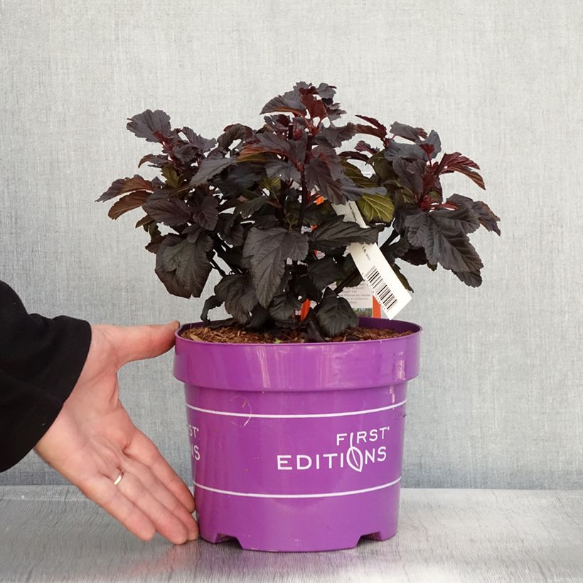 Ejemplar de Physocarpus opulifolius Fireside First Editions - Physocarpe - Pot de 3L/4L entregado en otoño