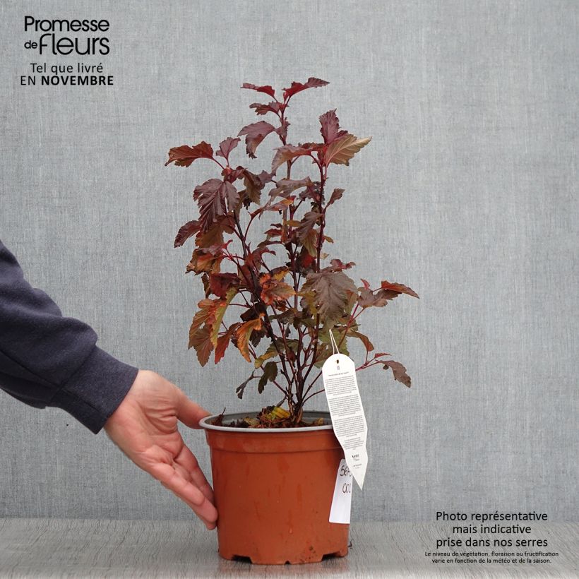 Ejemplar de Physocarpus opulifolius Little Angel - Physocarpe Pot de 2L/3L entregado en otoño