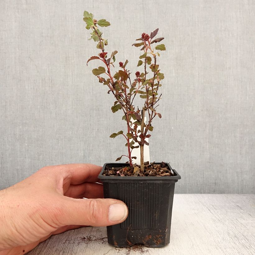 Physocarpus opulifolius Little Joker - Physocarpe nain - Godet de 8/9 cm Ejemplar entregado en la primavera