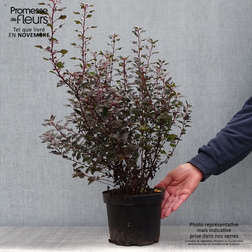 Ejemplar de Physocarpus opulifolius Little Joker - Physocarpe nain Pot de 2L/3L entregado en otoño