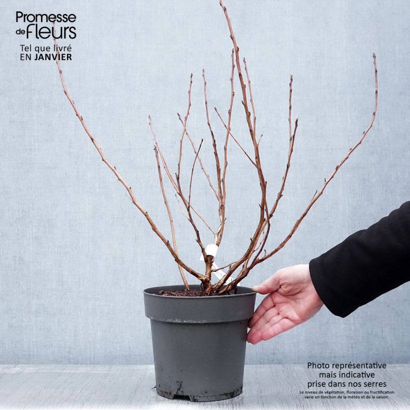 Physocarpus opulifolius Magic Ball - Physocarpe Pot de 3L/4L Ejemplar entregado en invierno