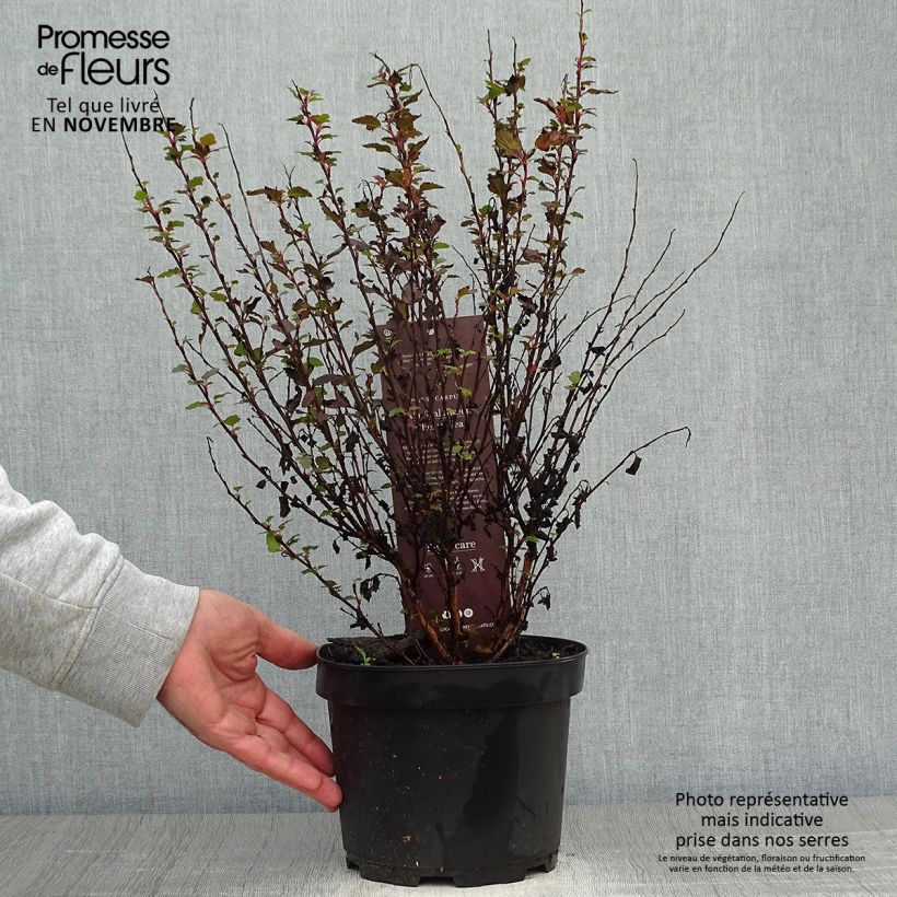 Ejemplar de Physocarpus opulifolius Magic Sweet Cherry Tea entregado en otoño