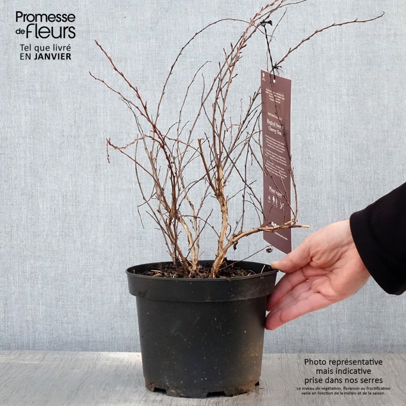 Physocarpus opulifolius Magic Sweet Cherry Tea Pot de 3L/4L Ejemplar entregado en invierno