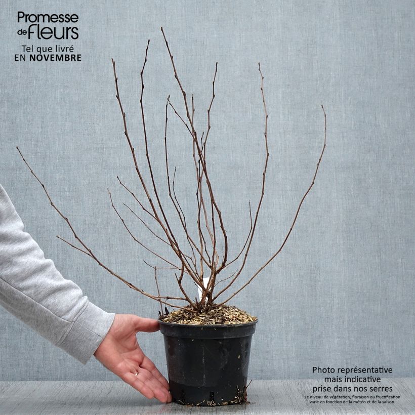 Ejemplar de Physocarpus opulifolius Nugget - Physocarpe - Pot de 3L/4L - entregado en otoño