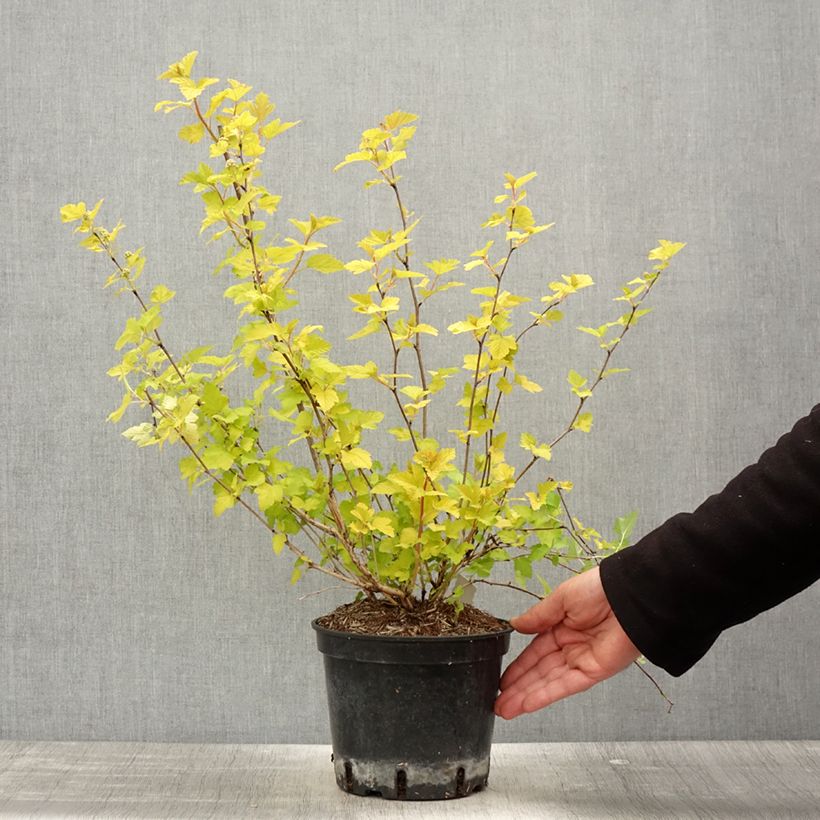 Physocarpus opulifolius Nugget - Physocarpe - Pot de 3L/4L - Ejemplar entregado en la primavera